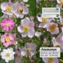 Cover AnemonenCD