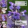 Cover Nepeta CD